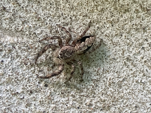 Tan Jumping Spider