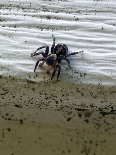 flea jumping spider