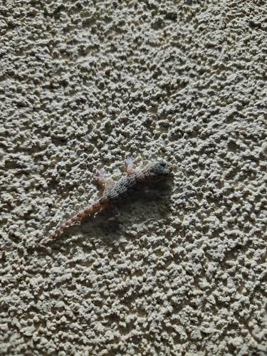Moorish Gecko