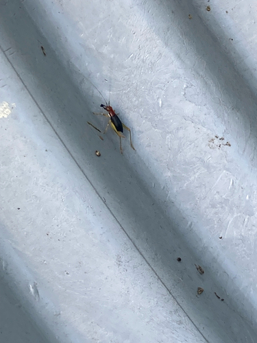 Red-headed Bush Cricket