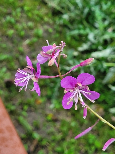 fireweed