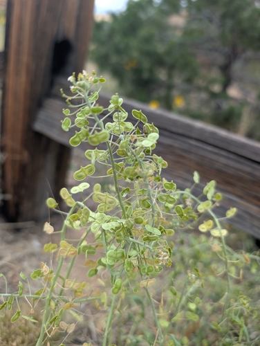 Touristplant