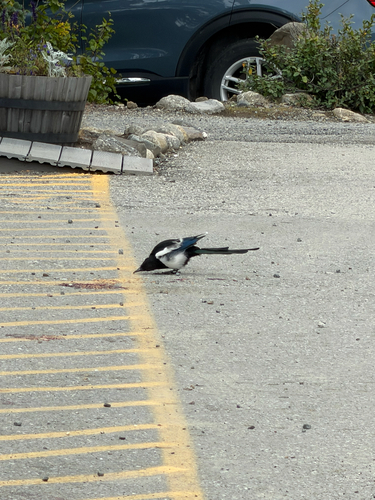 Black-billed Magpie