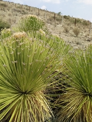 Dasylirion acrotrichum