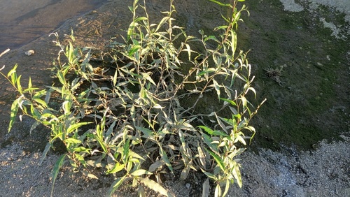 pale smartweed