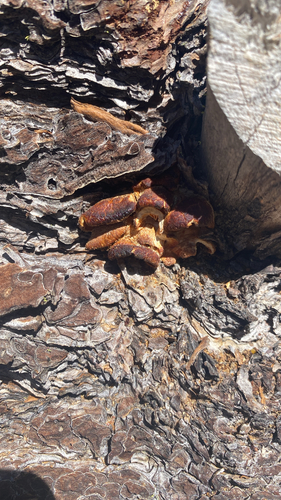 iNaturalist observation photo of Mushrooms, Bracket Fungi, Puffballs, and Allies