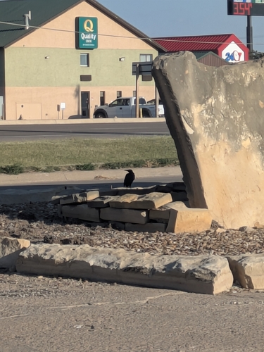 Great-tailed Grackle