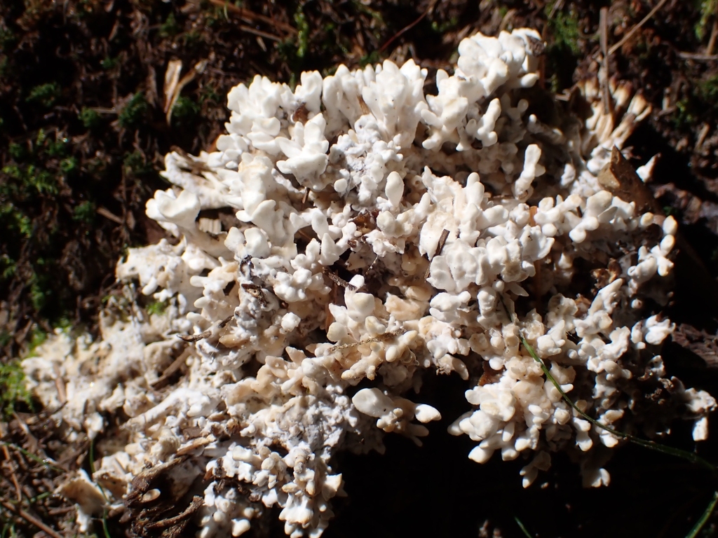 jellied false coral fungus · September 2026 · photo: Photo: no rights reserved · iNaturalist
