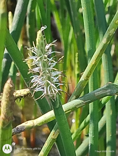 Eleocharis dulcis observed 2026-09-07
