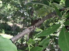 Acanthocephala thomasi