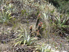 Cleistocactus samaipatanus