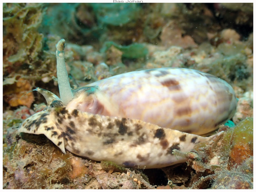 Oliva miniacea marrati, 2026-09-05