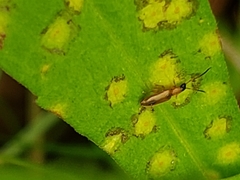 Telephanus