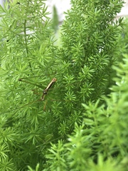 Obolopteryx catinata