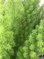 Obolopteryx catinata