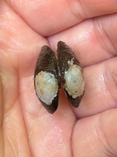 Corbicula fluminea observed 2026-08-21