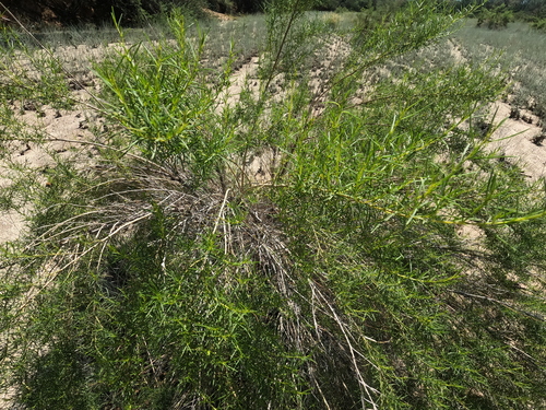 Ambrosia monogyra