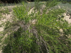 Ambrosia monogyra