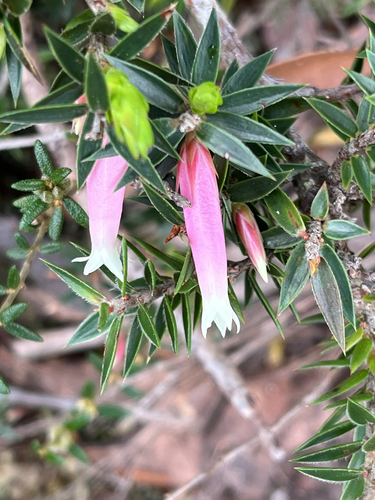 Epacris calvertiana, 2026-09-06