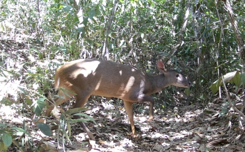 Southern Brown Brocket
