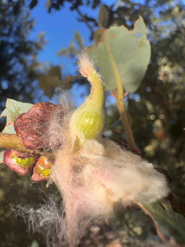 iNaturalist observation photo of Heteroecus dasydactyli