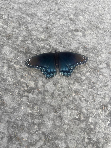 Red-spotted Admiral