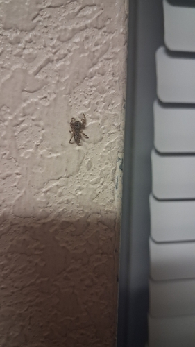 Tan Jumping Spider