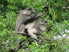 Cercopithecus mitis labiatus