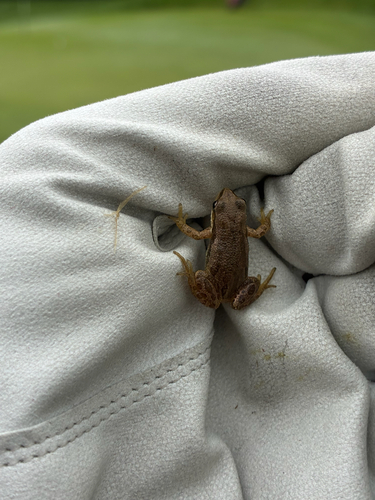 Boreal Chorus Frog
