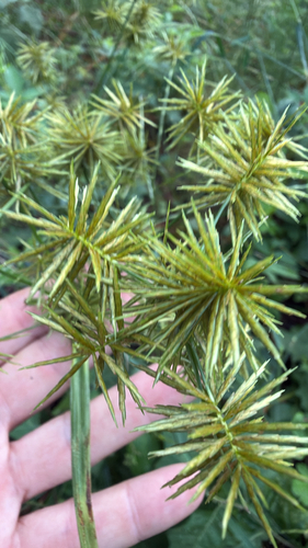 straw-colored flatsedge