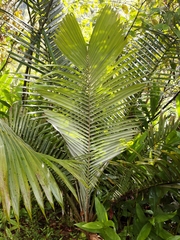 Ceroxylon alpinum