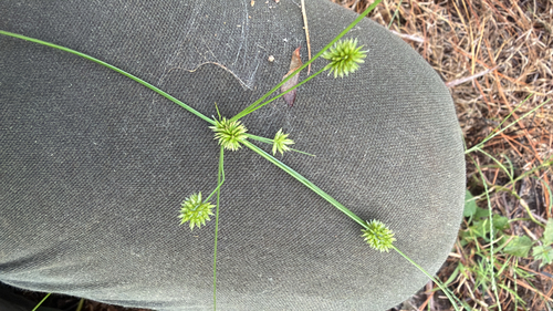 Baldwin's Flatsedge