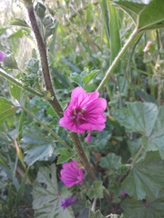 Malva sylvestris