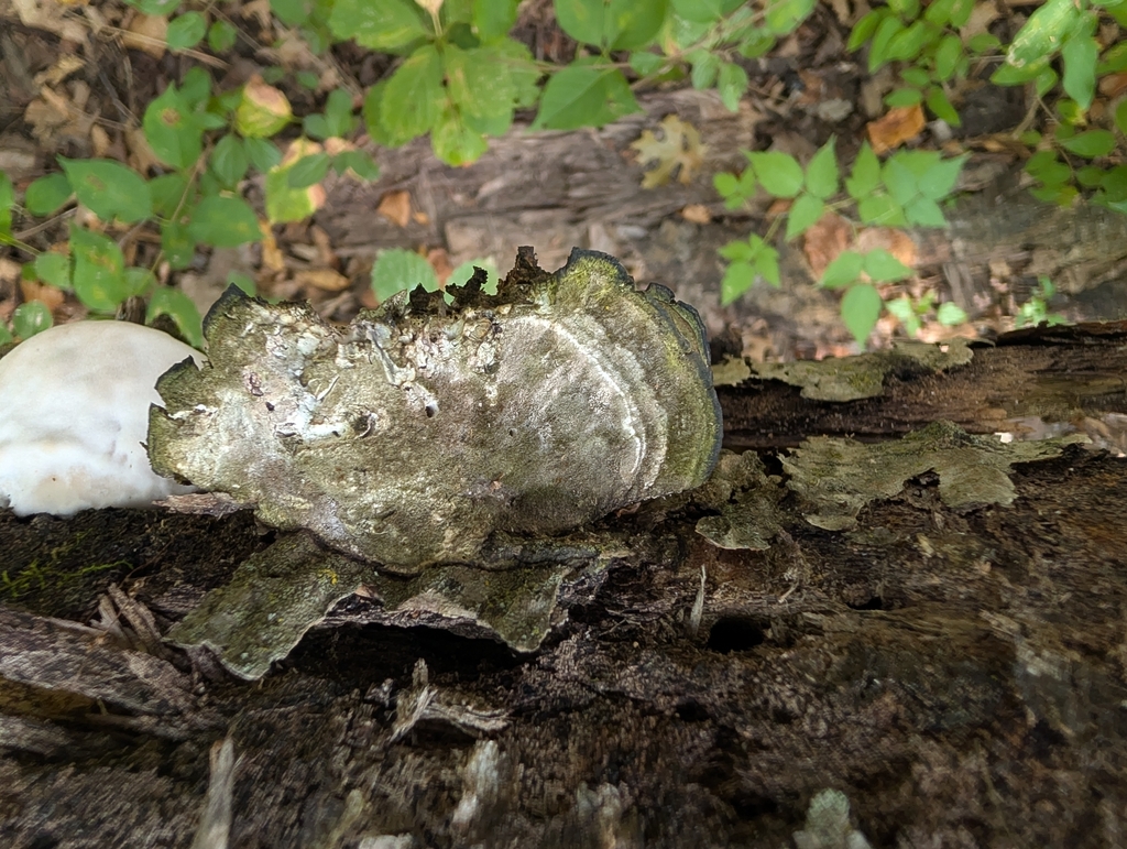Lumpy Bracket · September 2026 · photo: Photo: no rights reserved · iNaturalist