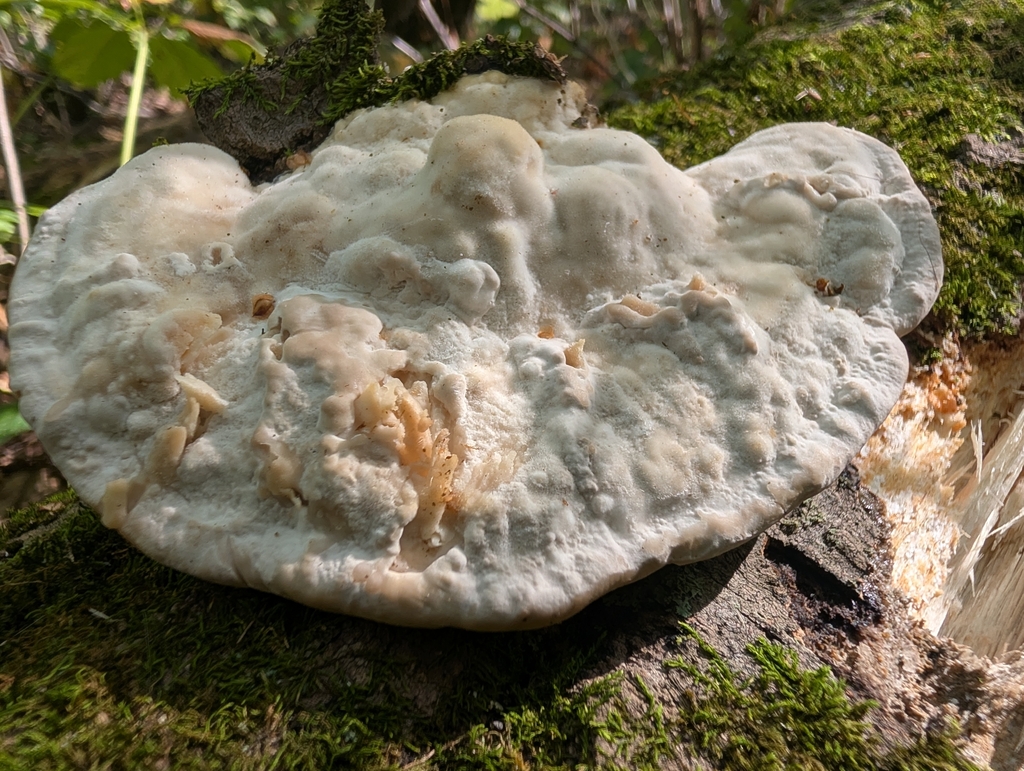 Lumpy Bracket · September 2026 · photo: Photo: no rights reserved · iNaturalist