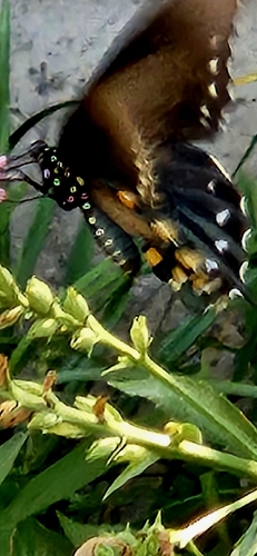 Pipevine Swallowtail