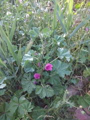 Malva sylvestris