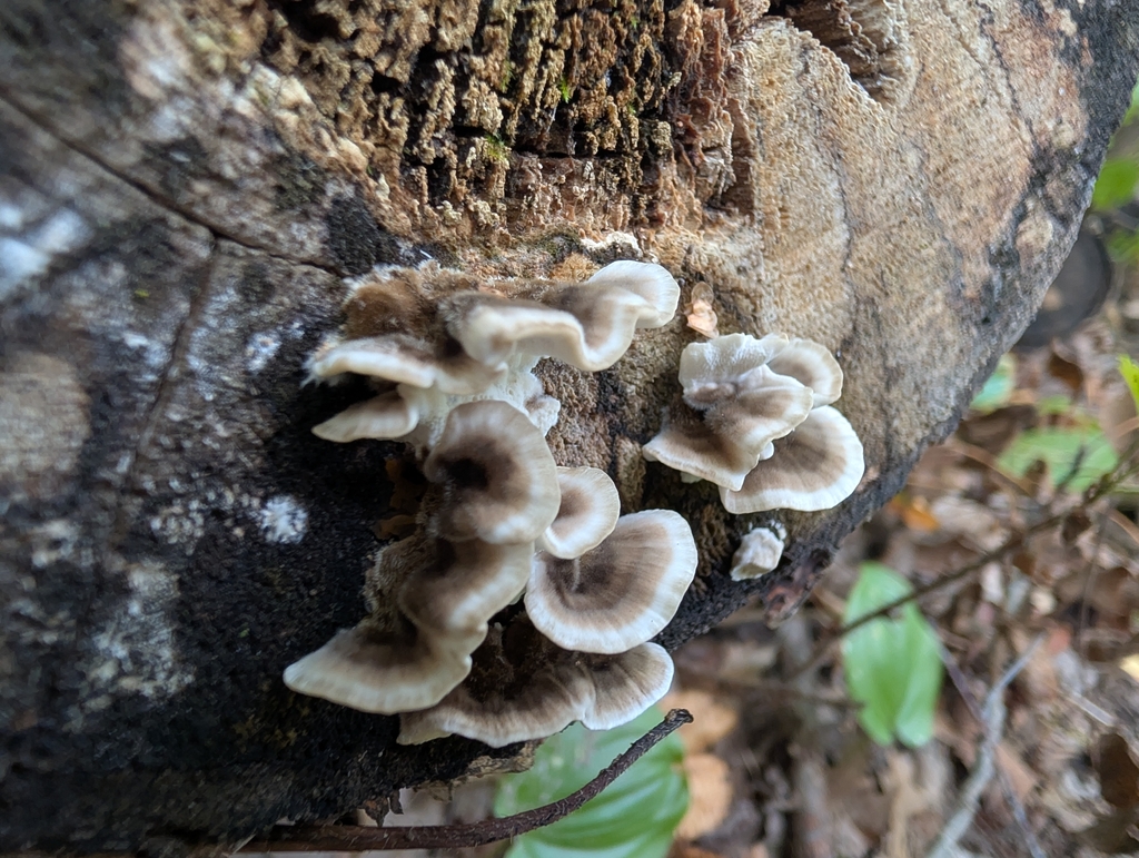 turkey-tail · September 2026 · photo: Photo: no rights reserved · iNaturalist