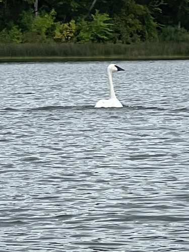 Trumpeter Swan