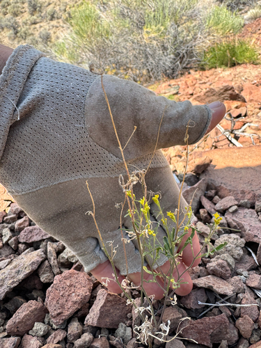Western Tansymustard
