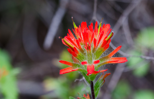 Castilleja hispida, photograph 6