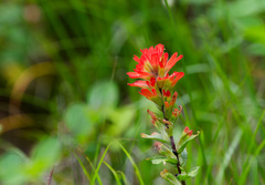 (c) Daughter Dad, some rights reserved (CC BY) Castilleja hispida, photograph (c) Daughter Dad, some rights reserved (CC BY)