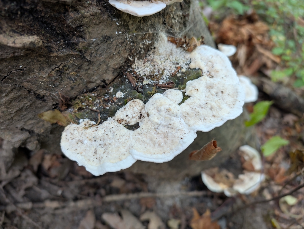 Lumpy Bracket · September 2026 · photo: Photo: no rights reserved · iNaturalist