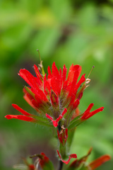 (c) Daughter Dad, some rights reserved (CC BY) Castilleja hispida, photograph (c) Daughter Dad, some rights reserved (CC BY)
