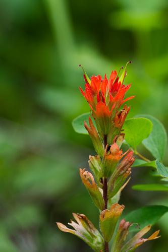 Castilleja hispida, photograph 3