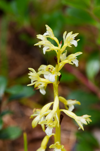 Corallorhiza trifida, photograph 6