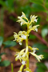 Corallorhiza trifida, photograph (c) Daughter Dad, some rights reserved (CC BY)