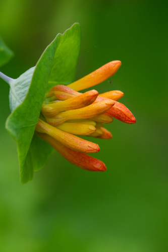 Lonicera ciliosa, photograph 1
