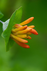 Lonicera ciliosa, photograph (c) Daughter Dad, some rights reserved (CC BY)