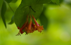 Lonicera ciliosa